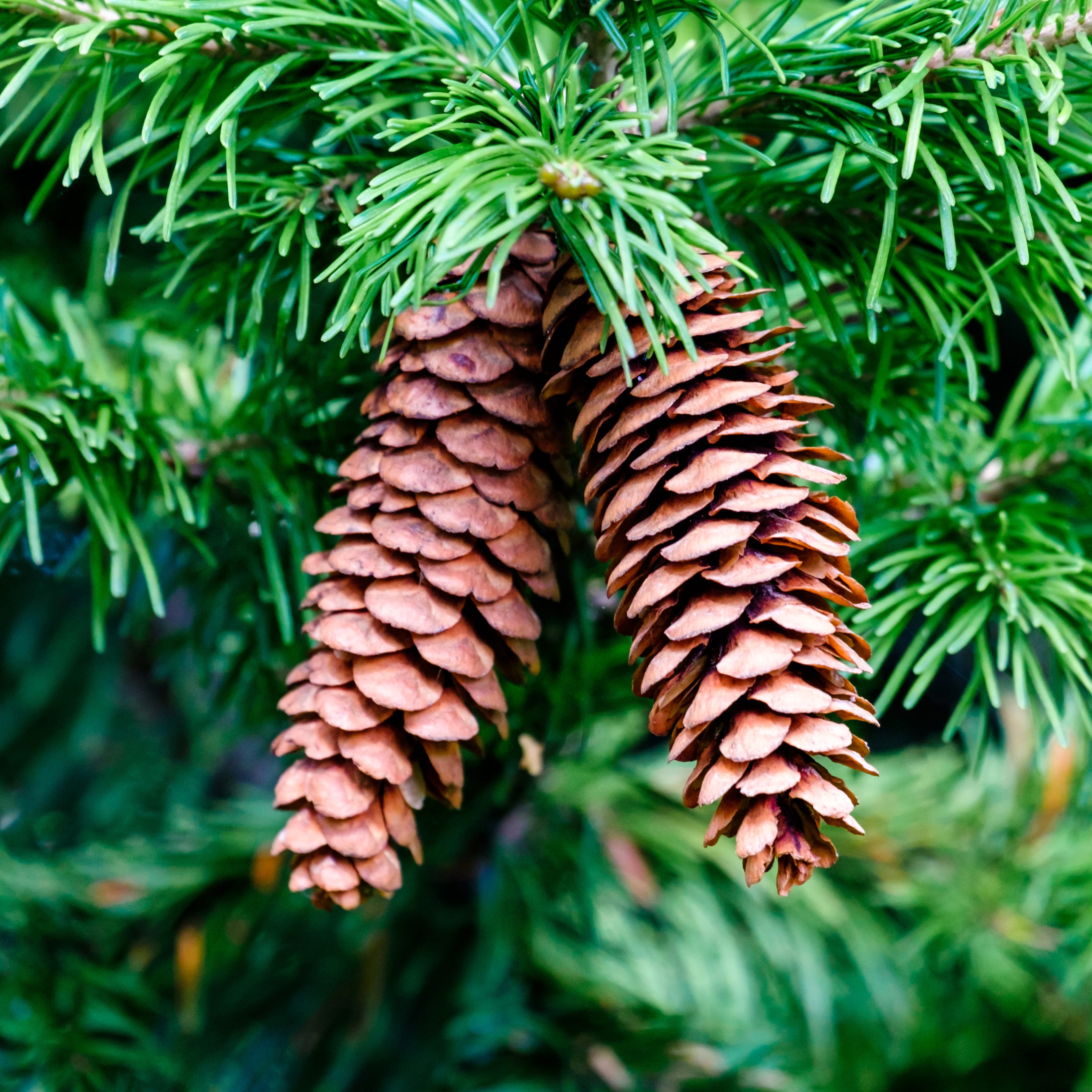 Tannzapfen_Fotolia_90123899_XL_Gratisbild Tannzapfen_Fotolia_90123899_XL_Gratisbild