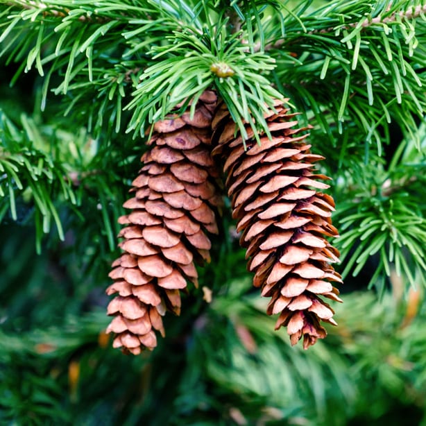 Blog Den Weihnachtsbaum im Kaminofen verbrennen