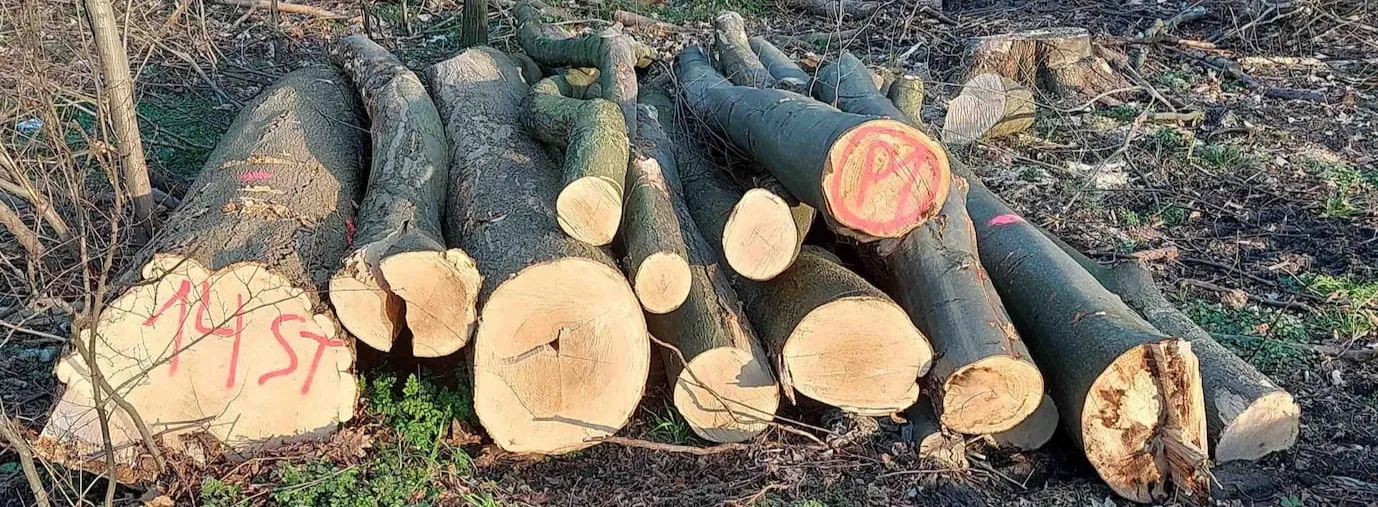 HKI - Brennholz vom Forstamt