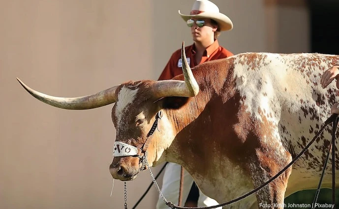 cowboy-mit-kuh-und-hut